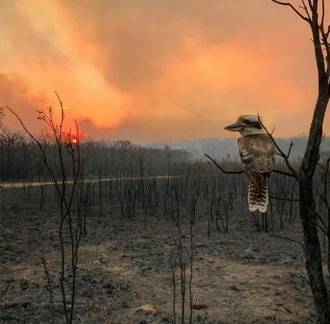 In Australia After A Fire Bushfires In Australia, Sony World Photography Awards, Dramatic Photos, Australian Bush, Before Midnight, World Photography, Forest Fire, Photography Awards, William Shakespeare