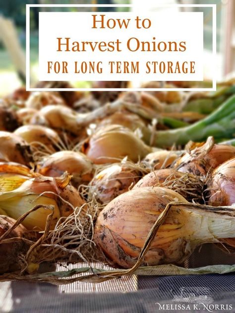 How to Harvest Onions for Long Term Storage How To Harvest Onions, Preserving Onions, When To Harvest Onions, Garden Onions, Curing Garlic, Store Onions, Harvest Onions, Melissa K Norris, Harvest Storage