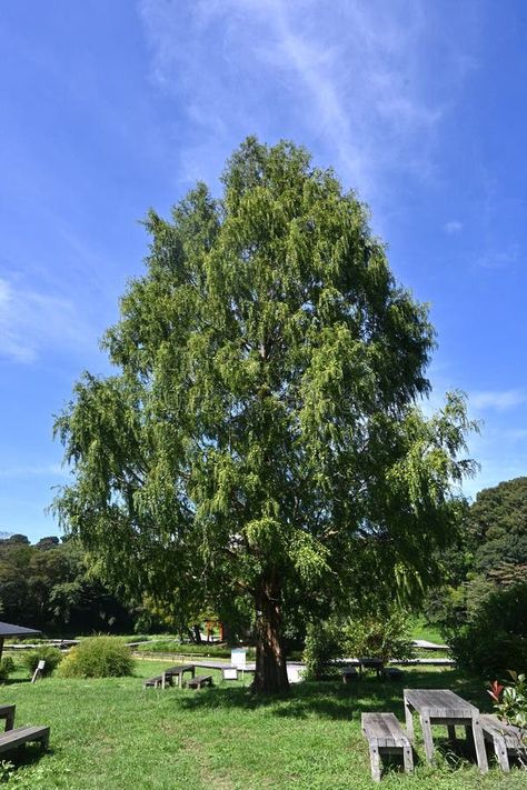 Metasequoia glyptostroboides ( Dawn redwood ) tree. royalty free stock photos Metasequoia Glyptostroboides, Dawn Redwood, Living Fossil, Branch Tree, Tree Photo, Redwood Tree, Tree Leaves, Vector Background, Free Stock Photos