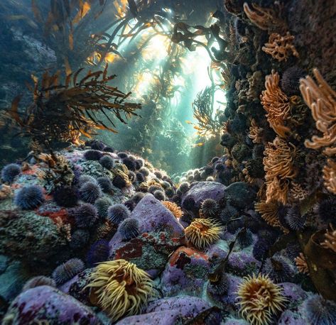 Coral Reef Photography, Dark Weather, Conservation Of Natural Resources, Kelp Forest, Location Inspiration, Christmas Painting, Forest Creatures, Coral Reefs, Great Photographers