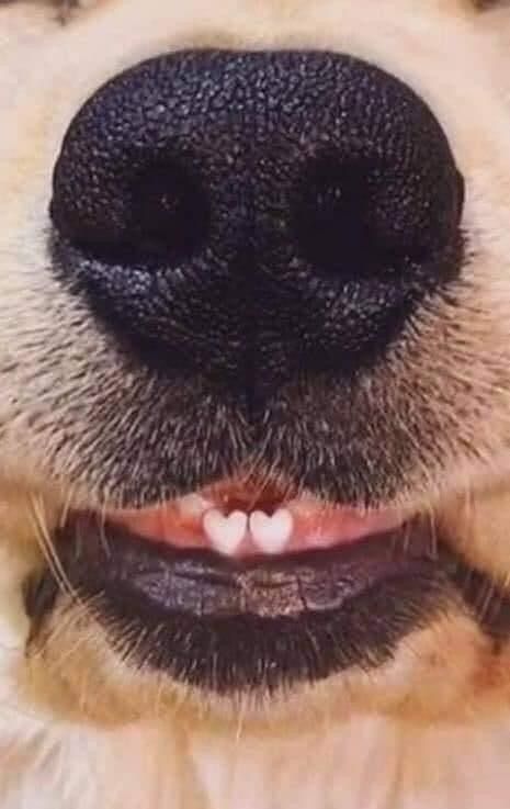 Dog Laughing, Dogs Nose, I Like Dogs, Dog Nose, Jolie Photo, Dog Photography, Sweet Animals, Dog Gifs, Animal Planet