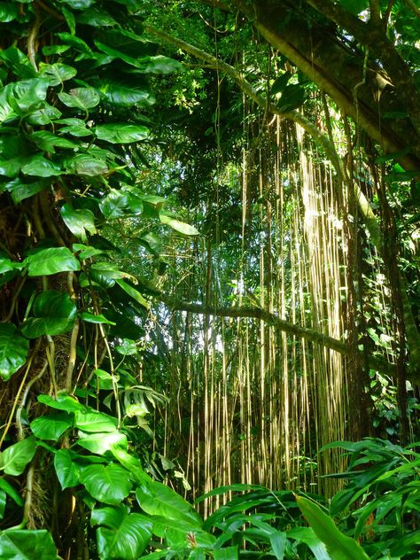 Nature - Natur Jungle Landscape Photography, Jungle Nature Forests, Nature Rainforest, Jungle Floor, Island Silhouette, Hiking Friends, Thailand Jungle, Subtropical Forest, Jungle Vines