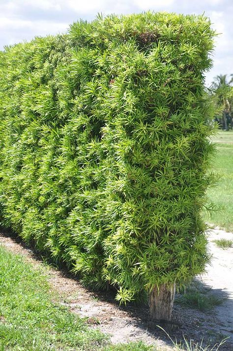 Podocarpus Macrophyllus, Privacy Fence Landscaping, Front Yard Decor, Low Water Gardening, Fence Plants, Privacy Plants, Tropical Garden Design, Privacy Landscaping, Hot Tub Garden