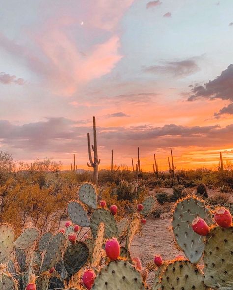 Mexico Landscape Photography, Boho Aesthetic Pictures, Desert Gothic, Desert Photos, Sunset Cactus, Summer Desert, Retro Desert, Widget Pics, Desert Aesthetic