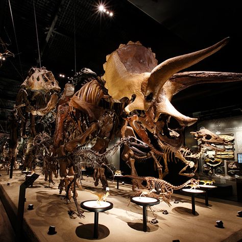 Pokémon Fossil Museum　- National Museum of Nature and Science Museum Of Natural History, Fossil Pokemon, Natural Science Museum, Fossil Museum, Skeleton Model, Smithsonian Natural History Museum, Shimane, Museum Dinosaurs, Dinosaur Bones Museum