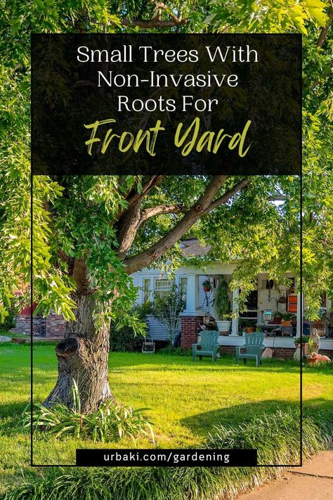 Welcome to our guide on small trees with non-invasive roots, perfect for your front yard. If you have a small space or tight planting area, finding tree options that won't cause damage to foundations or nearby structures is essential. In this article, we'll explore a variety of small tree varieties with compact sizes, non-aggressive root systems, and low maintenance requirements. When selecting trees for your front yard, it's crucial to consider their root systems. Invasive roots can lead... Yard Trees Landscaping, Trees With Shallow Root Systems, Small Tree Landscaping, Trees To Frame Front Of House, Small Front Yard Trees, Tree Front Yard Landscaping, Front Yard Orchard, Trees With Non Invasive Roots, Tree In Front Of House