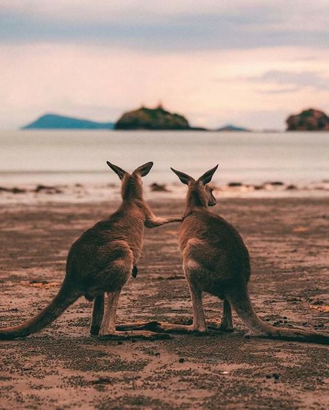 Australia Landscape, Melbourne Travel, 2024 Moodboard, Australia Kangaroo, Australia Animals, Australia Travel Guide, Beach Sunrise, Australian Wildlife, Dream Trip