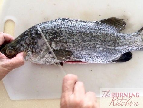 6 Simple Steps to Scale and Clean Fish Like A Pro | The Burning Kitchen Fishing Hacks, Cleaning Fish, Cooking Tutorials, Pensacola Florida, Fishing Knots, Cleaning Appliances, Southern Cooking, Meal Recipes, The Burning