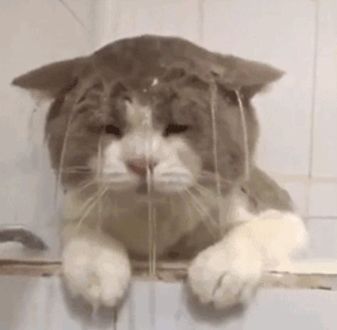 Wet Cat, Cute Aesthetic, Trending Topics, On Tumblr, Kdrama, The Internet, Kittens, Internet, Tumblr