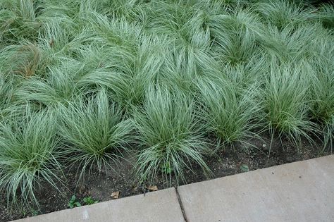 Carex Amazon Mist, Pennisetum Hameln, Backyard Border, Carex Comans, Garden Grasses, Garden Border Edging, Edible Landscape, Landscape Nursery, Plant Types