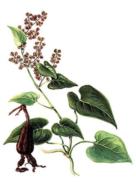 He Shou Wu, Anti Gray Hair, Reverse Gray Hair, Improve Immune System, Ashwagandha Root, Adaptogenic Herbs, Chinese Herbs, Stay Young, Chinese Medicine