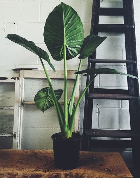 Tropical Indoor Plant With Broad Leaves Elephant Ear Plant, Plants Are Friends, Interior Plants, Elephant Ears, Big Leaves, Green Life, All About Plants, Tropical Plants, Green Plants