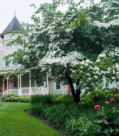 Chinese-Dogwood Southern Magnolia Tree, Pagoda Dogwood, Golden Rain Tree, White Flowering Trees, Flowering Crabapple, Types Of Trees, Fringe Tree, Pink Flowering Trees, Trees For Front Yard