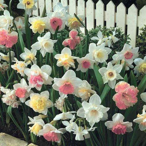 Daffodills Daffodil Bulbs, Spring Blossoms, Spring Bulbs, Floral Inspiration, Bulb Flowers, Beautiful Blooms, Container Plants, Dream Garden, Ikebana