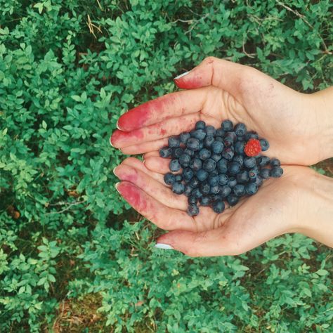 Kankri Vantas, Comeback Era, Picking Fruit, Oc Board, Berry Picking, Fruit Picking, Wild Love, Book Aesthetics, Wild Berry