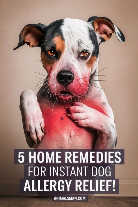 Is your dog dealing with dry or irritated skin? Check out these dog remedies for calming and treating dog skin allergies naturally. Pin this for an easy reference to effective solutions for your dog’s health. What To Give Dogs For Allergies, Natural Anti Itch For Dogs, Dog Seasonal Allergy Remedies, Natural Remedies For Dog Allergies, Diy Dog Allergy Remedies, Natural Allergy Relief For Dogs, Home Remedy For Itchy Dog Skin, Diy Itchy Dog Remedy, Castor Oil For Dogs Skin