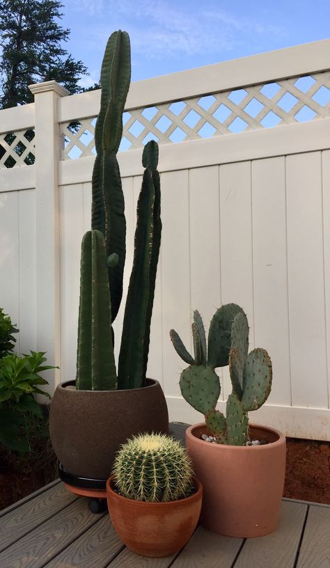 Cactus On Windowsill, Big Cactus Indoor, Peruvian Cactus, Peruvian Apple Cactus, Cactus Aesthetic, Cactus In Pot, Cactus Garden Landscaping, Tiny Garden Ideas, Cactus House Plants