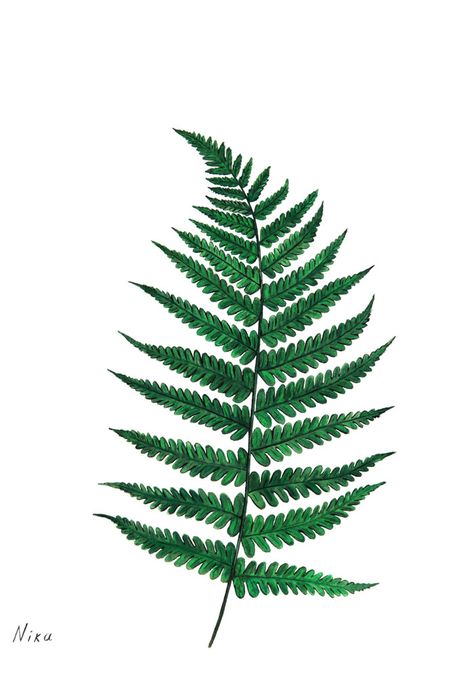 Fern Leaf Illustration More Fern Tattoo, Leaf Illustration, Fern Leaf, Leaf Drawing, 수채화 그림, Plant Painting, Watercolor Leaves, Plant Illustration, Plant Art