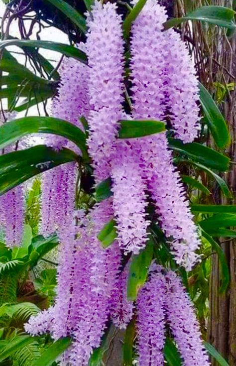 Orchids Garden, Beautiful Orchids, Most Beautiful Flowers, Beautiful Flowers Pictures, Through The Looking Glass, Orchid Flower, Purple Wallpaper, Exotic Flowers, Japanese Garden