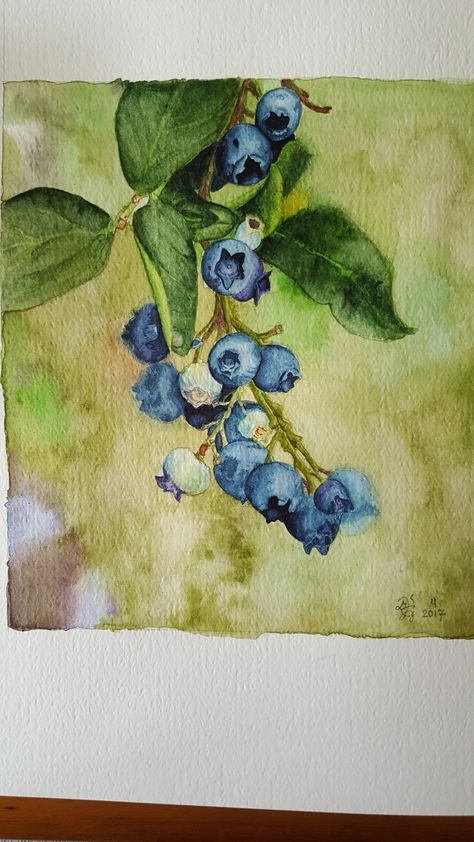 Blueberry Painting, Watercolour Fruit, Blueberries For Sal, Blueberry Water, Watercolor Sketching, Mouse Paint, Blueberry Picking, Food Drawings, Blueberry Bushes