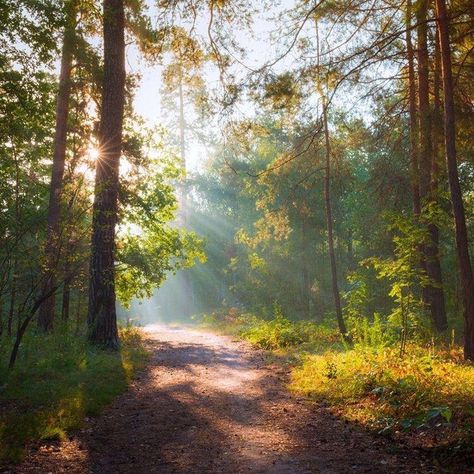 Road Painting, Bridge Painting, Oil Painting Inspiration, Landscape Photography Nature, Landscape Art Painting, Aesthetic Painting, Natural Scenery, Morning Sun, Beautiful Scenery Nature