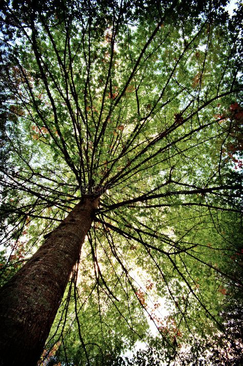 Tree canopy. A wide angle tree canopy , #AFFILIATE, #canopy, #Tree, #wide, #tree, #angle #ad Canopy Of Trees, Canopy Trees, Autumn Room, Jungle Tree, Clouded Leopard, Pavilion Design, Forest Canopy, Room Studio, Giant Tree