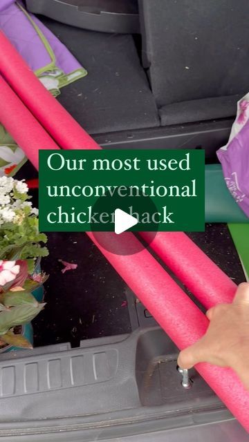 Eclipsed Acres on Instagram: "This was my first time using pool noodles with these chickens and you can see it worked well. 

We threw out our beat up nasty $1 pool noodles last winter that we have had for 9 years. I was excited to finally see these pool noodles back at @dollartree 

Pool noodles also work great to help scare your chickens out of places they shouldn’t be. Like when my chickens are hiding in the back corner of the garage and don’t want to come out.  Use the pool noodles to get them out. Just wiggles and shake them guiding your chickens back to approved places on your homestead. 

Follow for more unconventional ways I use things on our homestead. 

#backyardchickens #backyardchickensofinstagram #chickensofinstagram🐔 #chickensofinsta #freerangechickens #urbanchickens #homest Chicken Care, Urban Chickens, Free Range Chickens, Baby Chickens, Pool Noodles, Raising Chickens, The Garage, Chickens Backyard, Chicken Coop