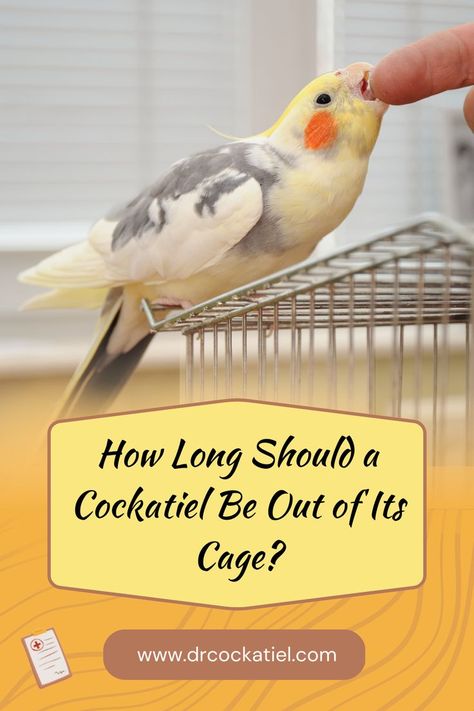 How Long Should a Cockatiel Be Out of Its Cage Cockatiel Care, Cockatiel Cage, Tibetan Mastiff, Healthy And Happy, Long A, Pet Life, Stay Healthy, Pet Health, Yorkshire Terrier