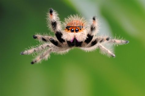 Spider Man Comics, Arachnids Spiders, Pet Spider, Cool Insects, Cool Bugs, Jumping Spider, Funny Animal Photos, Beautiful Bugs, Arachnids