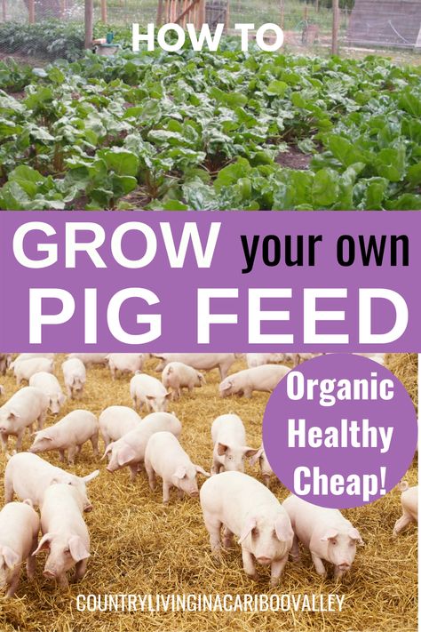 Pig Pasture Ideas, Pigs And Chickens Together, Pigs And Goats Together, Homemade Pig Feed, Raising Pigs For Beginners, Pig Feed Recipes, Pig Farming Ideas, Pig Farming Design, Pig Barn Ideas