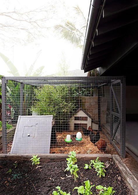 Backyard chooks are a welcome addition to any garden. Here's how to navigate your local council and set up a safe pen to get started raising a flock of your own. Simple Chicken Coop, Chook Pen, Urban Chicken, Backyard Homestead, Enclosed Garden, Chicken Mama, Productive Garden, Bee Friendly Garden, Chicken Pen