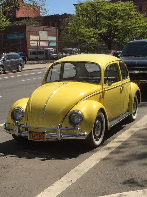 Yellow Vw Beetle Vintage, Old Beetle Car, Yellow Beetle, Scooters Vespa, Volkswagen Beetle Vintage, Vw Classic, Volkswagen Bug, Beetle Car, Vw Vintage