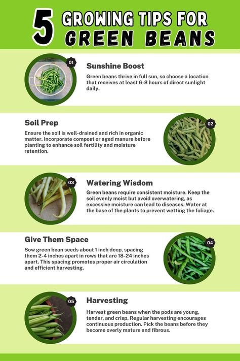 Infographic titled 'Growing Tips for Green Beans.' Explore essential tips for successful green bean cultivation, including choosing a sunny location, preparing well-drained soil, proper planting depth and spacing, consistent watering, and harvesting at the right stage. For pole beans, discover the importance of providing sturdy support structures. Enhance your green bean gardening with these valuable tips and enjoy the satisfaction of homegrown harvests. Growing Green Beans, Gardening For Dummies, Vegetables Garden, Vegetable Garden Planner, Vegetable Garden Tips, Container Vegetables, Garden Bugs, Vegetable Garden Planning, Homestead Gardens