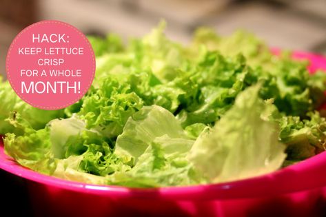 Hack: How to Store Lettuce to Keep it Fresh for a Whole Month! Mud Cake Hack, Storing Lettuce, Avocado Hacks, Easy Dinner Dishes, Freeze Avocado, Baked Feta Pasta, Sausage Roll, Pinata Cake, Pepper Pasta