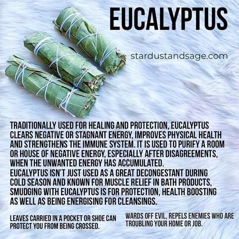 Stardust & Sage Botanica on Instagram: “🌿stardustandsage.com🌿Clear the Air!! Traditionally used for healing and protection, Eucalyptus clears negative or stagnant energy, improves�…” Eucalyptus Sage Smudge, Eucalyptus Smudge Stick, Eucalyptus Spiritual Meaning, Eucalyptus Leaves Uses, Cleanse House, Herbalism 101, Witch Beginner, Sage Healing, Witch's Apothecary