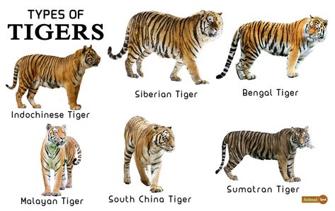 Tiger Facts, Types, Classification, Habitat, Diet, Adaptations Types Of Tigers, Tiger Habitat, Female Tiger, Tiger Facts, Tiger Species, Tiger Conservation, Pig Breeds, Animals Information, Cat Species