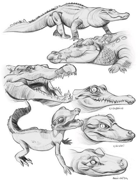 Crocodile Drawing, Green Scales, Dino Drawing, Animals Care, Animal Study, Anatomy Sketches, Dinosaur Art, Anatomy Drawing, Creature Concept Art