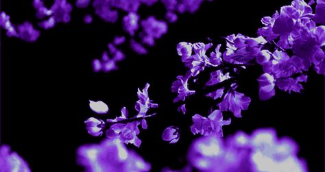 Purple Flowers and Petals Roses Gif, Gif Background, Dark Purple Flowers, Purple Gift, Flowers Gif, Flowers Petals, Banner Gif, All Things Purple, Nature Gif