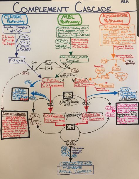 Complement System Pathways Diagram #Immunology #Immuno #Medschool #medicalschool #medicalstudent #study #studyguide #studymaterial #Innate #Adaptive #MBL #ClassicPathway #AlternativePathway Complement System Immunology, Med School Advice, Respiratory Therapist Student, Complement System, Biochemistry Notes, Vet Tech School, Mcat Study, Medicine Notes, Pharmacy School