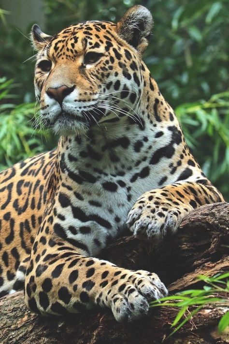 Jaguar Leopard, Small Wild Cats, Jaguar Animal, Airbrush Art, Majestic Animals, In The Jungle, Cat Family, Ford Gt, Animal Wallpaper