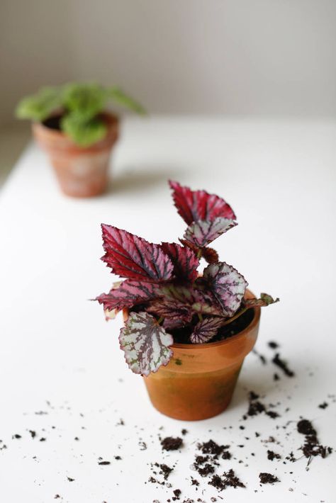 Houseplant Help: 5 Tips to Keep Finicky Begonia Rex Alive Begonia Rex Plant, Rex Begonia Planter, Begonia Rex Care, Begonia Care Indoor, Rex Begonia Care, Indoor Begonia, Begonia Houseplant, Plant Truck, Begonia Care