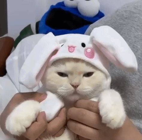 Bunny Hat, Kitten Gif, Cat Icon, Cute Cat Gif, Funny Bunnies, Cat Aesthetic, Cute Gif, Cat Gif, Baby Cats