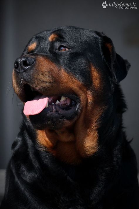 Rottweiler Love, Best Dogs For Families, Rottweiler Lovers, Rottweiler Puppies, Rottweiler Dog, Family Dogs, Beautiful Dogs, Big Dogs, Merlot