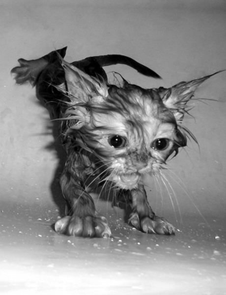 Zumba Funny, Cat Bath, Wet Cat, White Photo, Crazy Cat Lady, Zumba, Crazy Cats, Cat Pics, A Cat