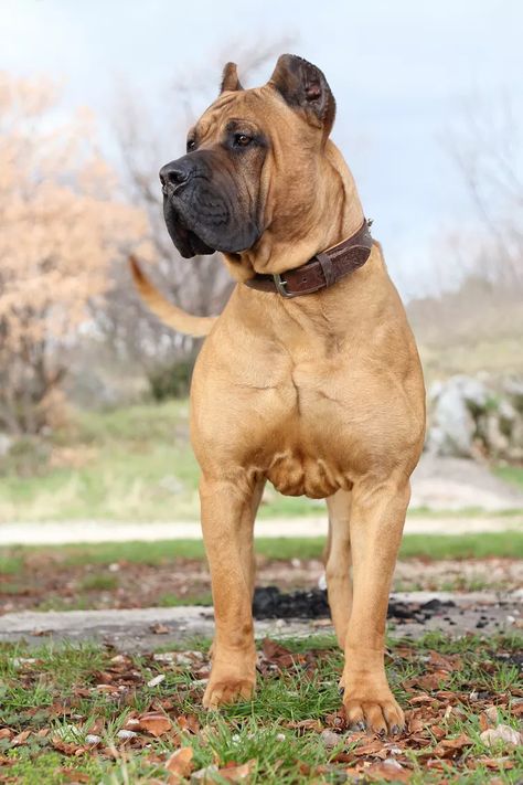 Mastiff Dog Breeds, Mastiff Breeds, Presa Canario, Corso Dog, Giant Breeds, Mastiff Dogs, Dog Line, Loyal Dogs, Loving Family