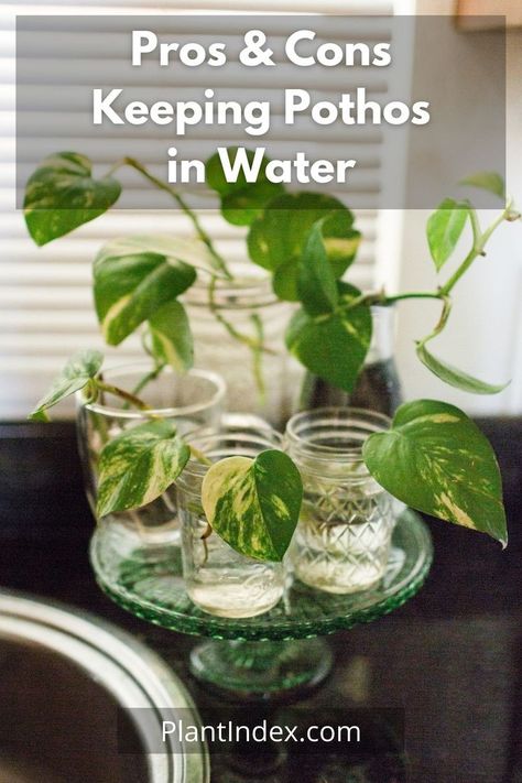 Pathos Plant, Pothos In Water, Jade Pothos, Pothos Plant Care, Water Plants Indoor, Plants Grown In Water, Water Propagation, Pothos Plants, Tanaman Air