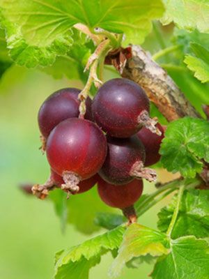 Jostaberry  one of the new free  grow guides to accompany the fruit and nut tree update available from the growveg.com Garden Planner. Gooseberry Tree, Gooseberry Plant, Gooseberry Bush, Bush Plant, Purple Fruit, Plant Pests, Tree Pruning, Garden Planner, Plant Information