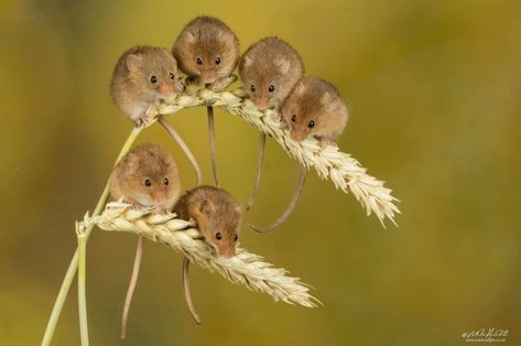 Websites For Photographers, Harvest Mouse, Wild Animals Photos, Professional Website Design, Pet Mice, Little Critter, Cute Mouse, Professional Website, Cute Creatures