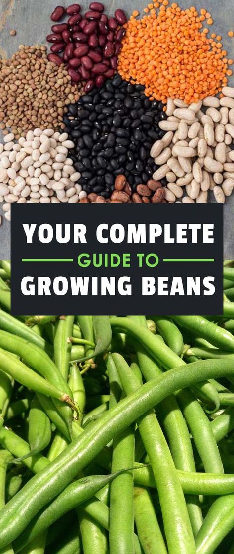 Learning how to grow beans means you'll never be without a great source of protein in your diet. They're one of the fastest and easiest veggies to grow! Easiest Veggies To Grow, Grow Beans, Veggies To Grow, Growing Beans, Indoor Vegetables, Hydroponic Garden, Hydroponic Farming, Hydroponics Diy, Vegetable Garden Ideas