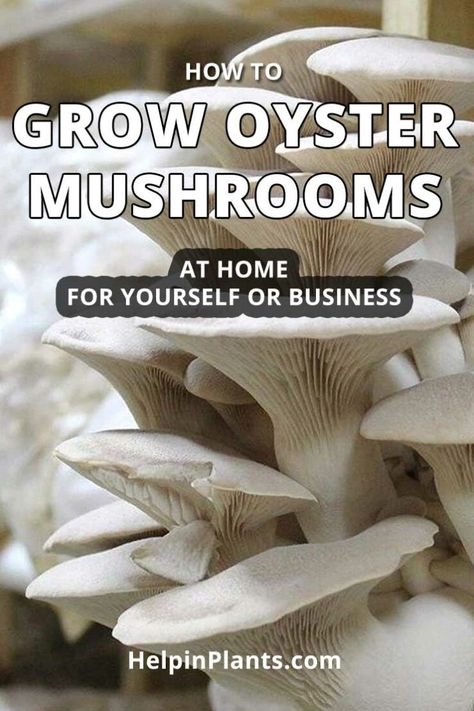 Grow Oyster Mushrooms At Home, Oyster Mushrooms Growing, Growing Oyster Mushrooms At Home, How To Grow Oyster Mushrooms, Mushroom Gardening, Mushroom Facts, Mushroom Storage, Mushroom Farming, Mushroom Guide